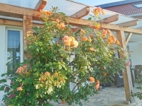 Böhönye Családi ház