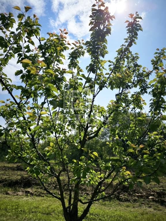 Vânzare Pomáz Zona agricola